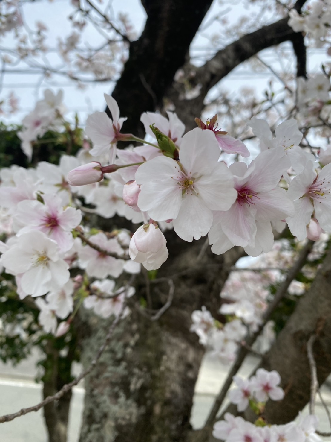 🌸お花見