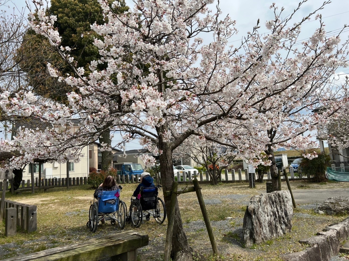 お花見🌸