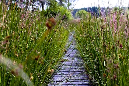Hohes venn Nationalpark Eifel