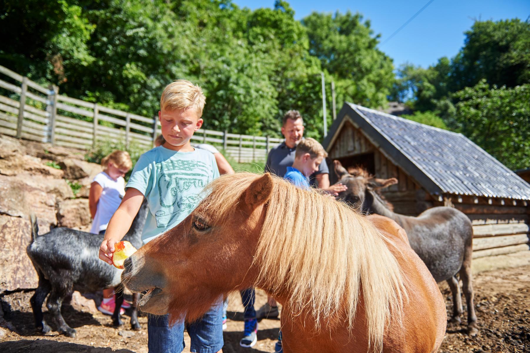 Dreimühlen Hof naturlaubbeifreunden bauernhofurlaub Eifel NRW RLP