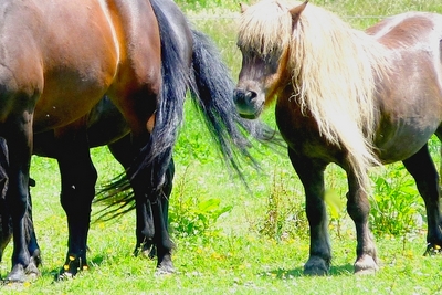 Tiere erleben