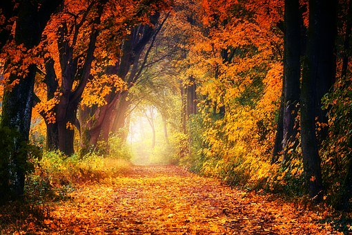 Spirit-Zeit im bunten Herbstwald -  Zeit des Abschiednehmens
