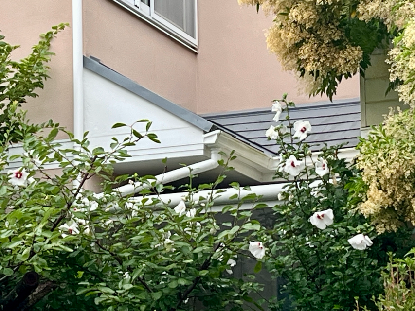 教室横の芙蓉の花が今年も お隣りさんに向けて咲いてます