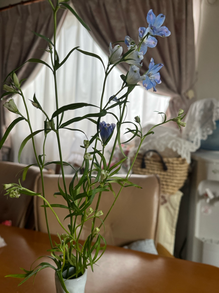 わたしの好きなお花ですデラフィニウム今が季節です