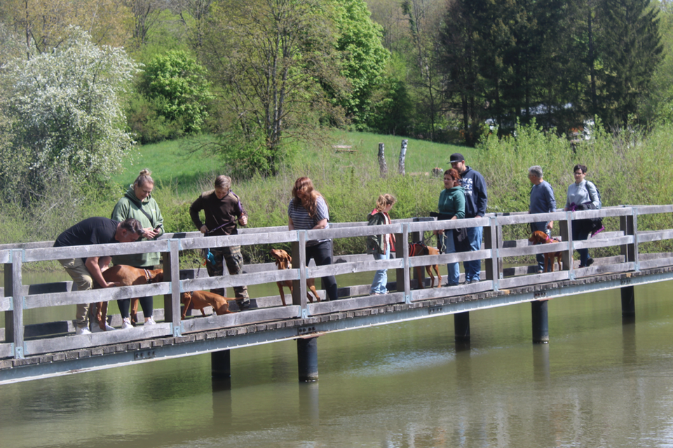Die Brücke am Weiher. 