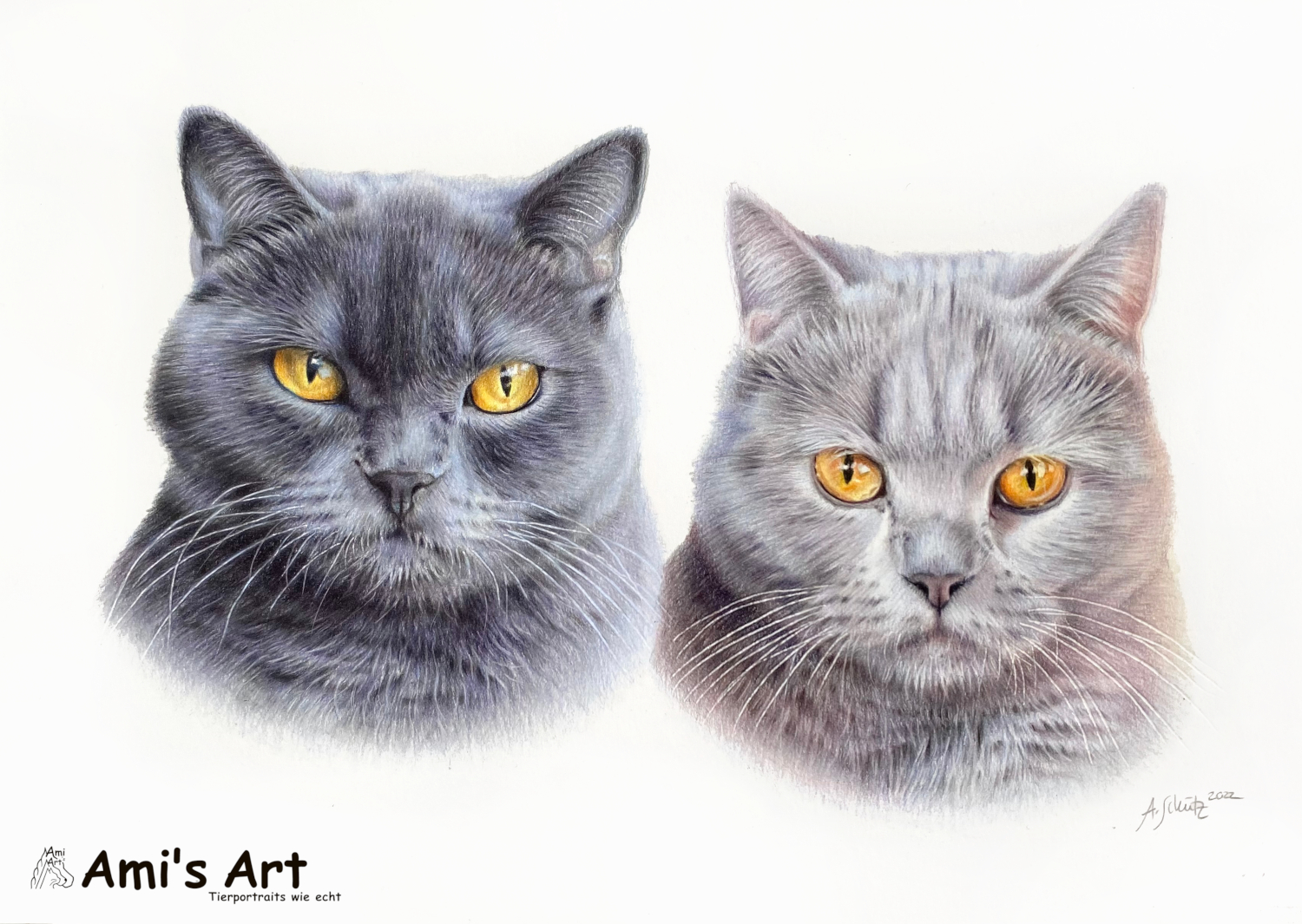 Katzenportrait BKH, gezeichnet mit Buntstiften von Ami Schütz