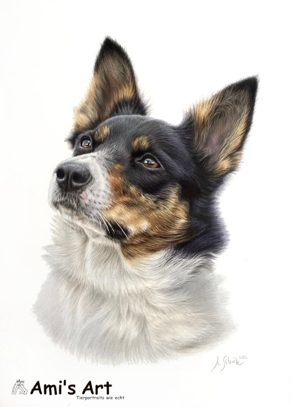 Portrait Border Collie, gezeichnet von Ami Schütz mit Buntstiften.