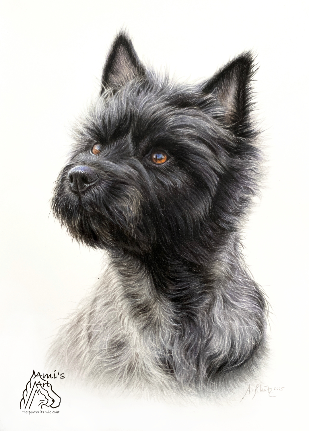 Hundeportrait Cairn Terrier, gezeichnet von Ami Schütz.