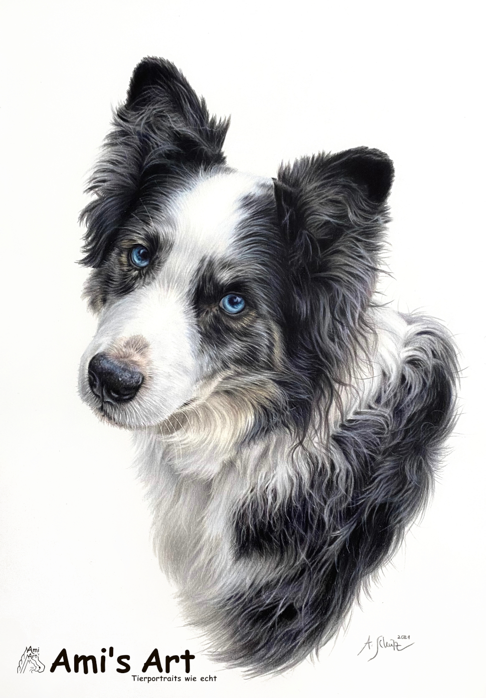 Portrait Aussie, gezeichnet von Ami Schütz mit Buntstiften.