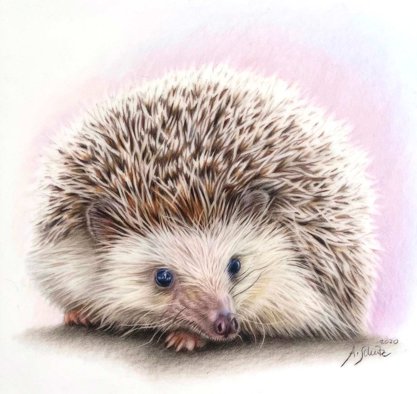 Hedgehog, focus (beginner) tutorial. 