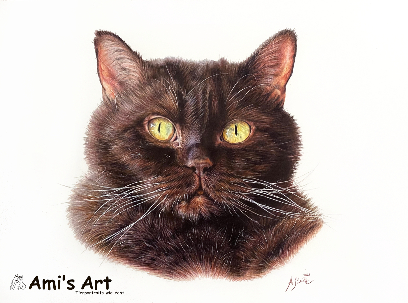 Katzenportrait BKH, gezeichnet mit Buntstiften von Ami Schütz