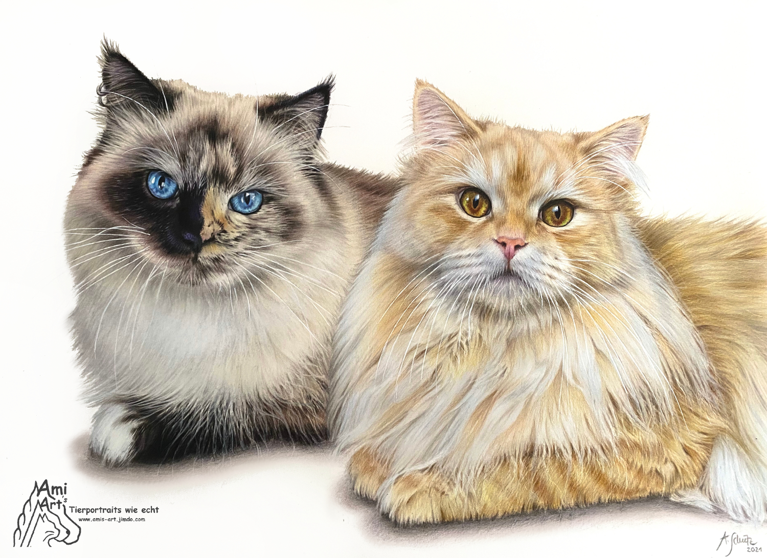 Katzenportrait Deutsch Langhaar Katzen, gezeichnet mit Buntstiften von Ami Schütz