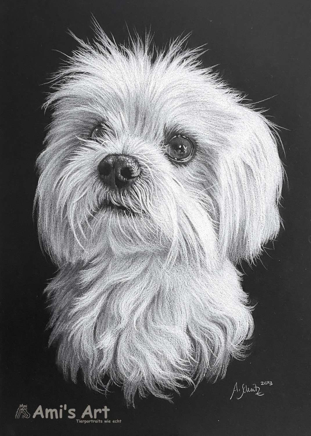 Malteser Oskar, Black&White, A4. 