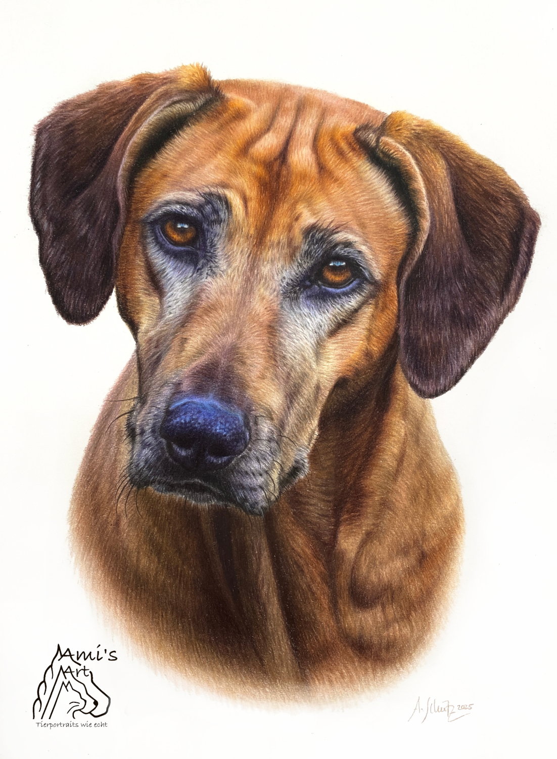 Rhodesian Ridgeback Shona, A4.