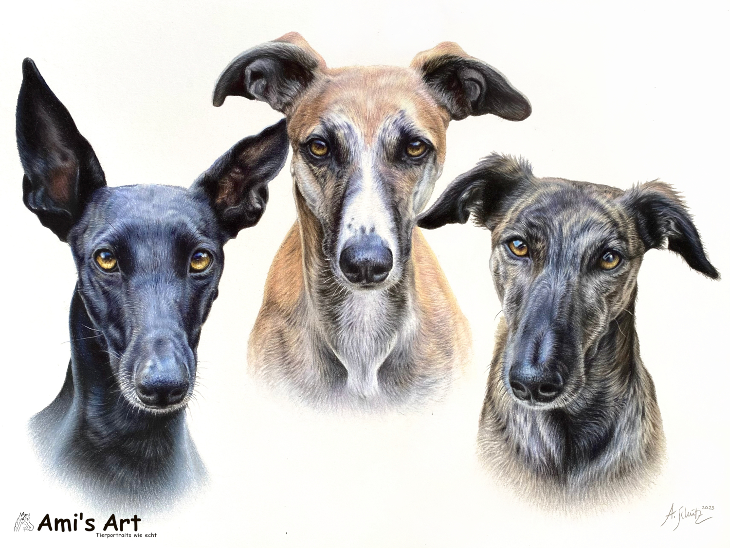 Hundeportrait Galgo Espanol, gezeichnet mit Buntstiften von Ami Schütz.