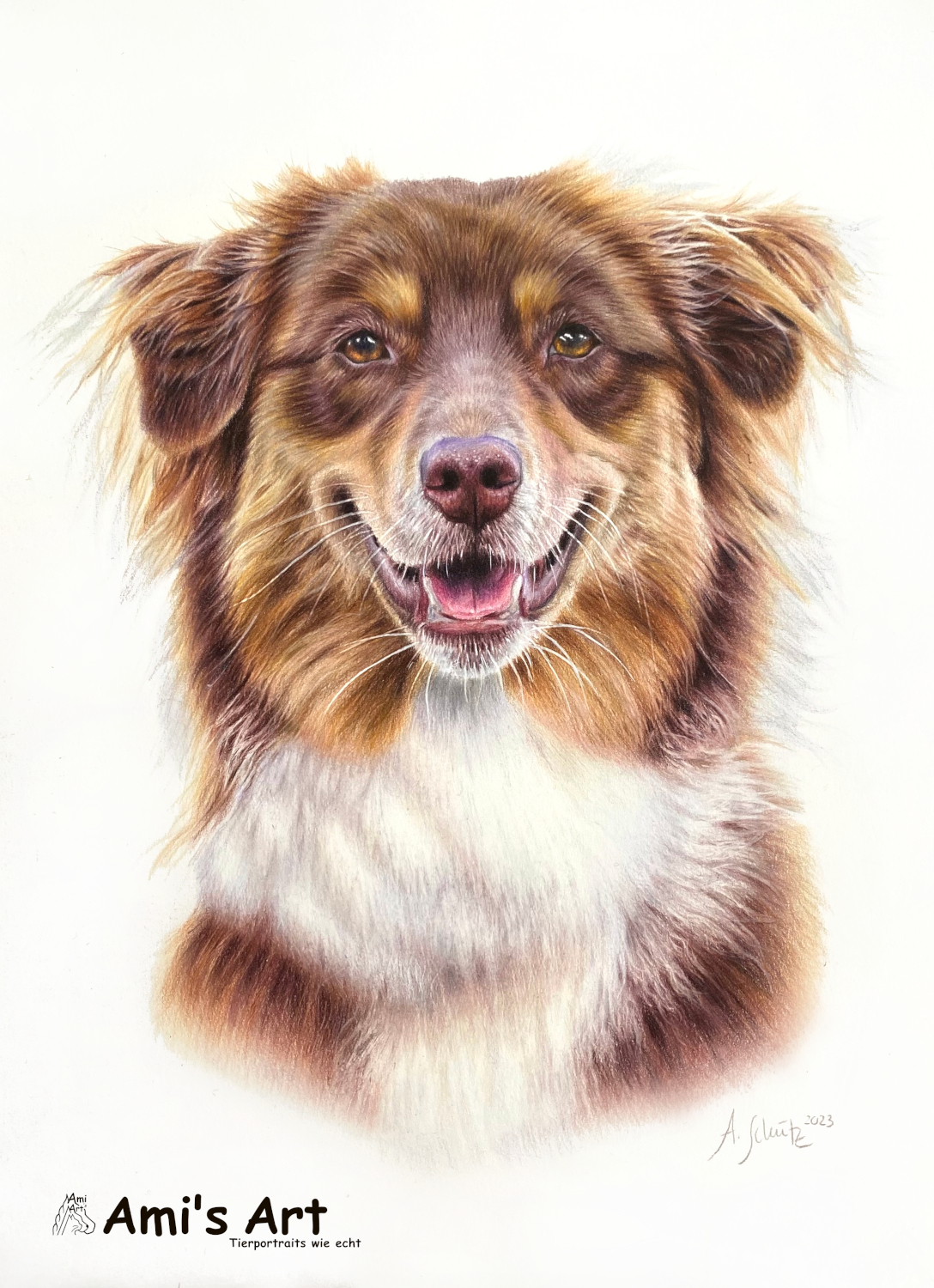 Hundeportrait Australian Shepherd, gezeichnet mit Buntstiften von Ami Schütz.