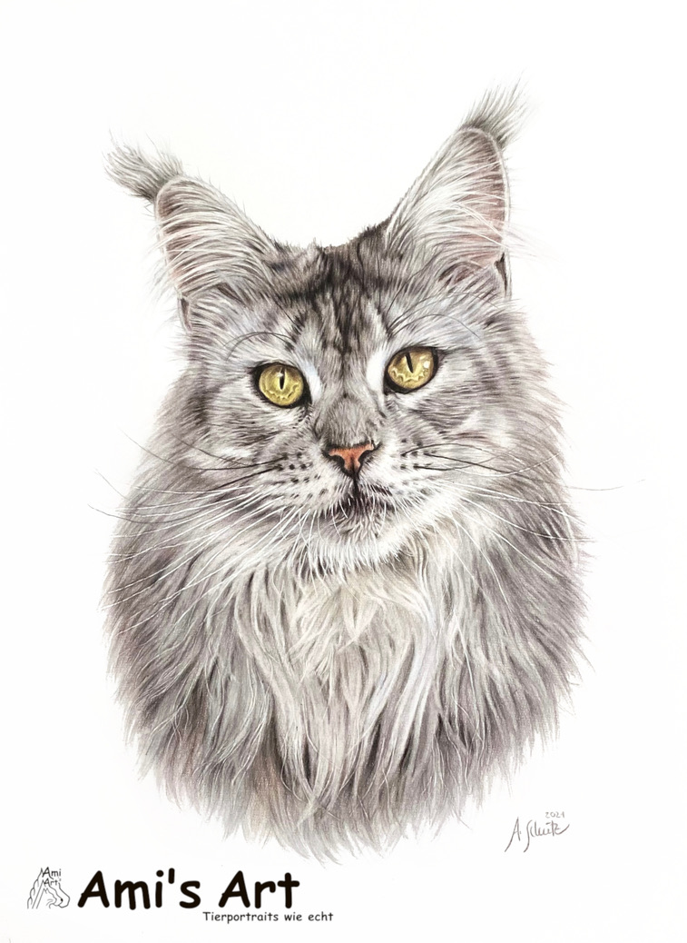 Maine Coon Pepper, A4. 