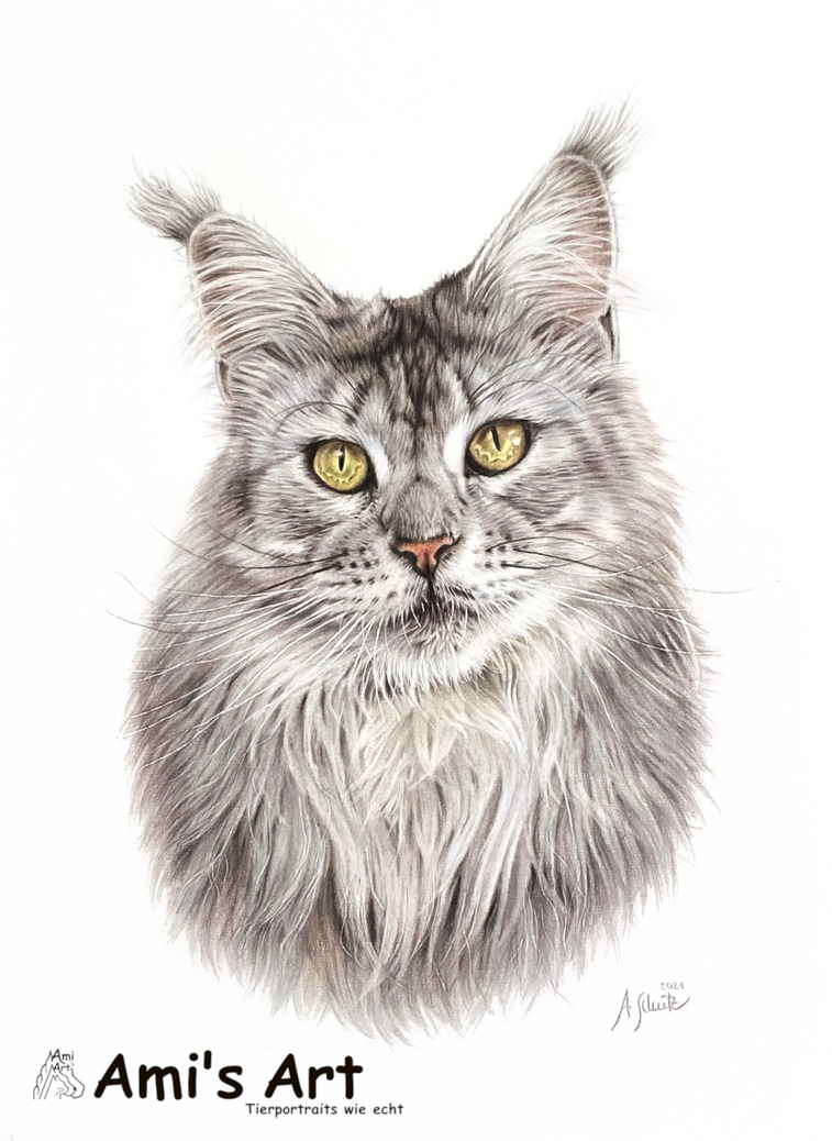 Katzenportrait Maine Coon, gezeichnet mit Buntstiften von Ami Schütz