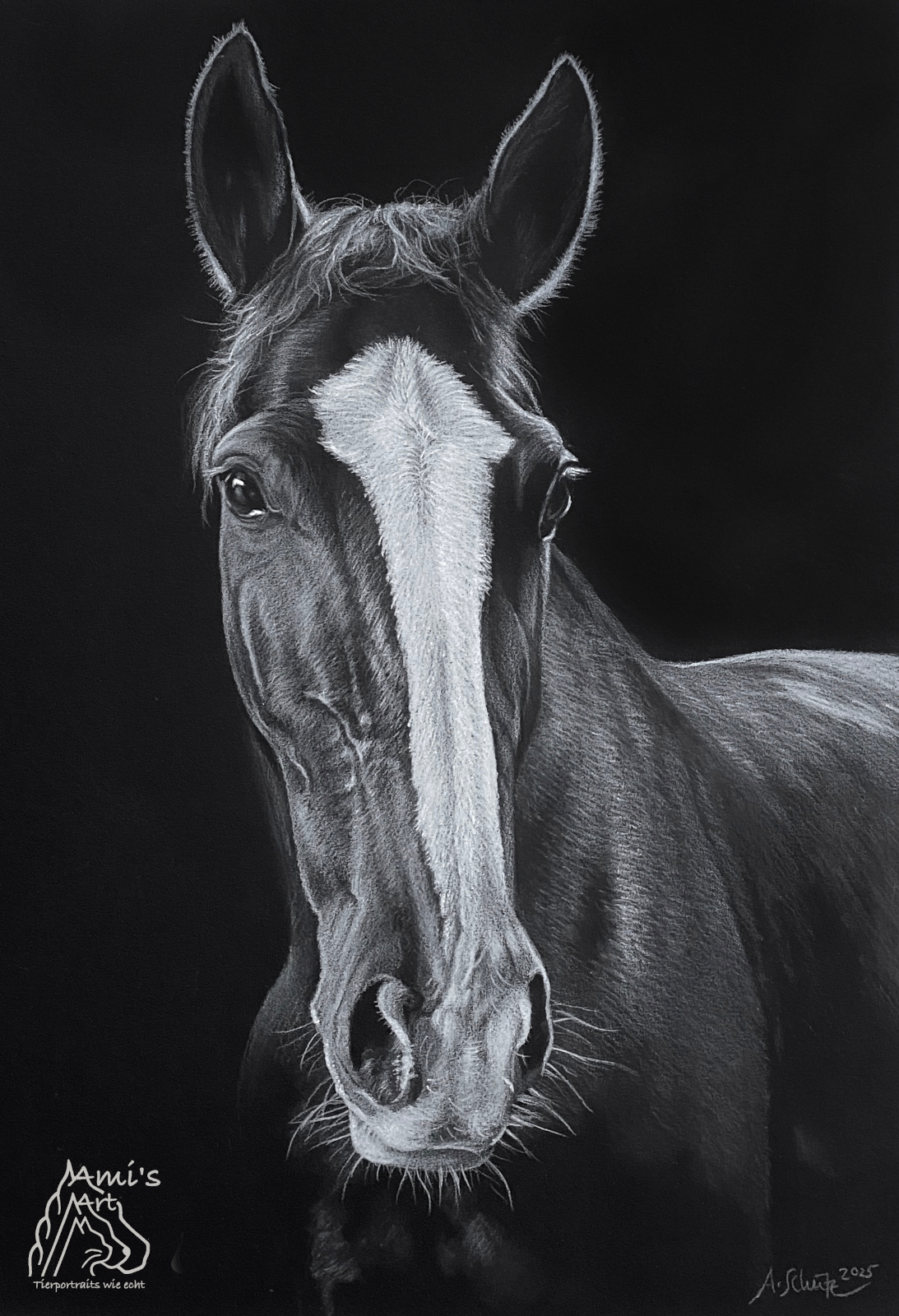 Oldenburger Stute Amazing, Black&White, A4.