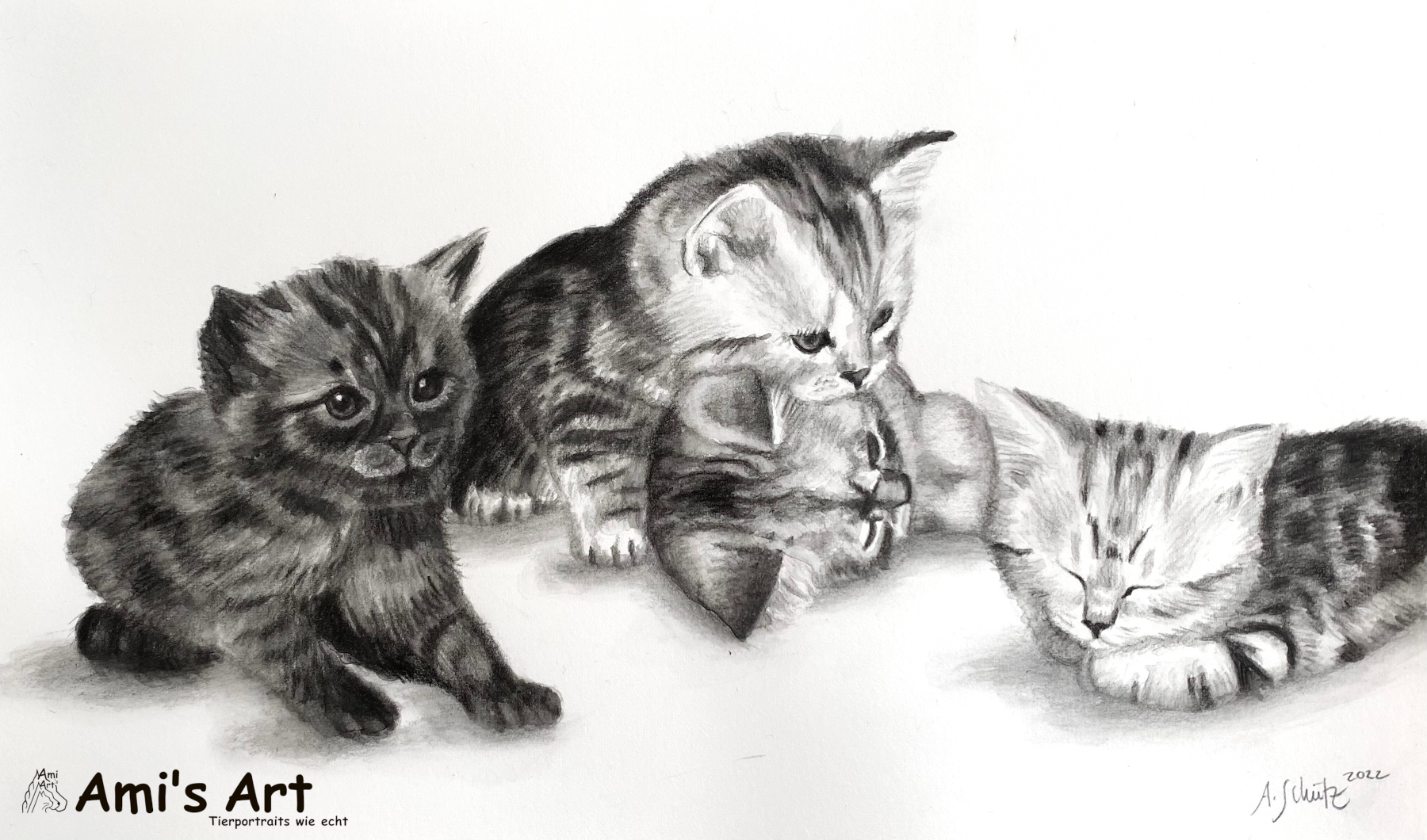 BKH Kitten, Graphitaquarell, A5. 