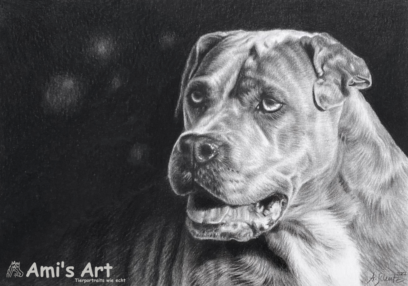 American Staffordshire Terrier Bibi, Bleistift, A5. 