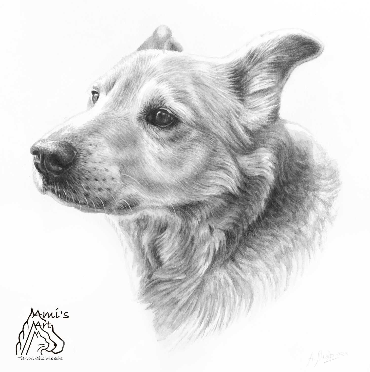 Socke, Graphitaquarell, 25x25cm. 