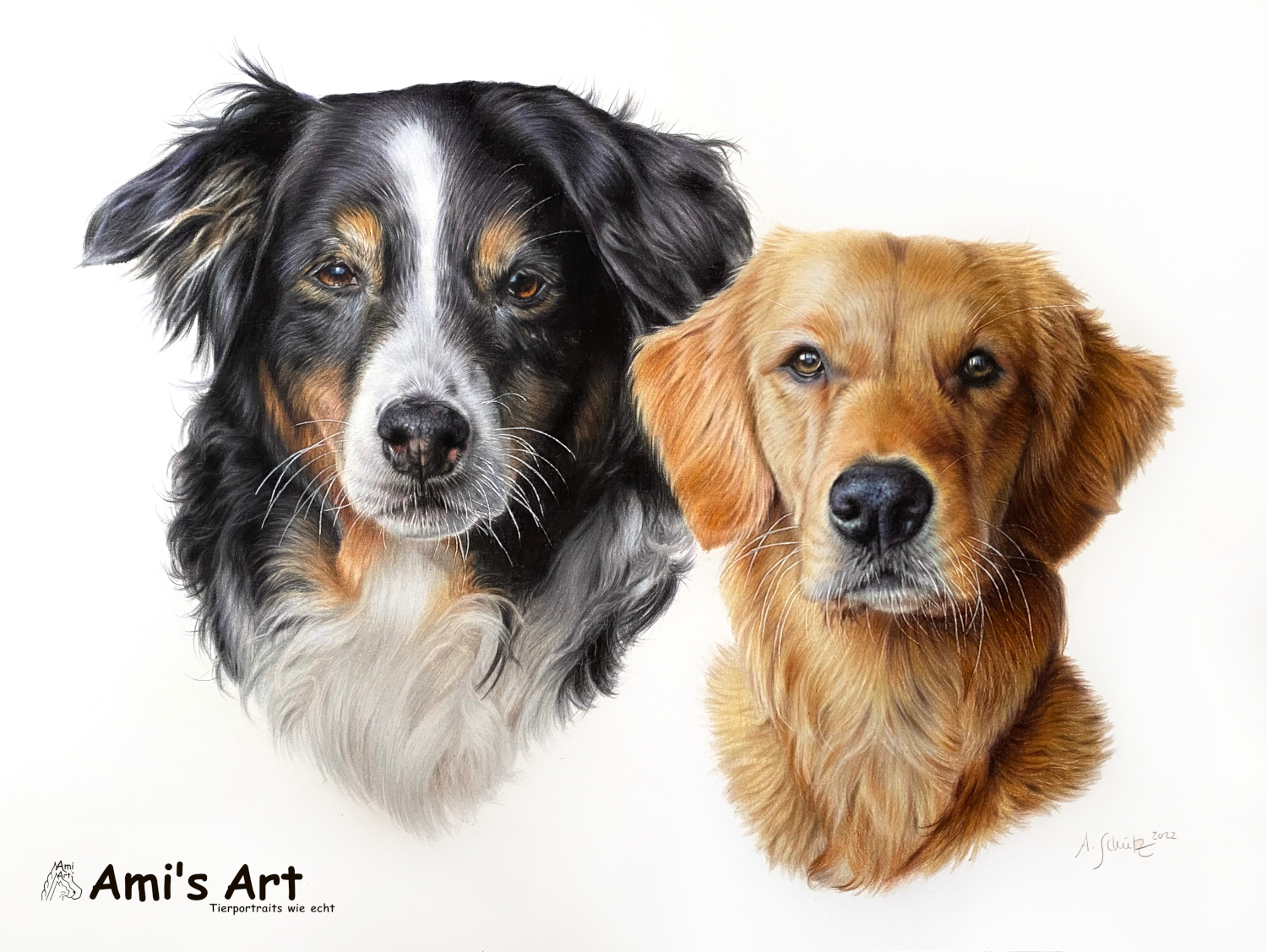 Hundeportrait Australian Shepherd und Golden Retriever, gezeichnet von Ami Schütz.
