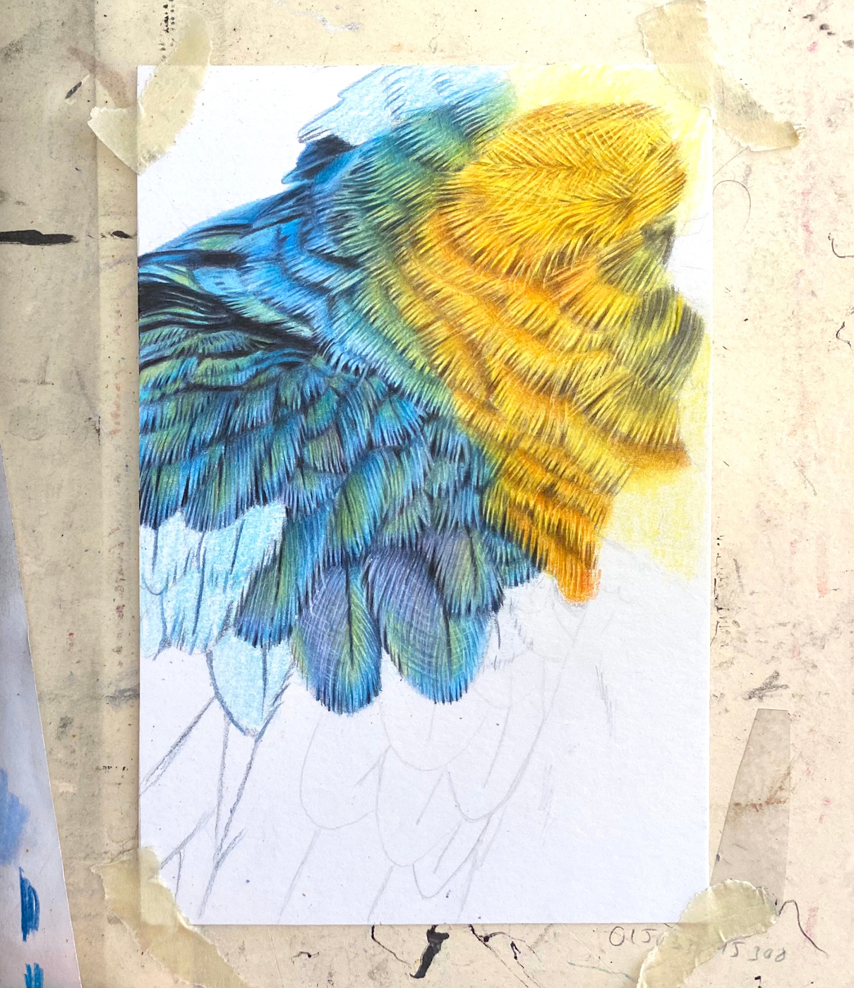 Macaw feathers, focus tutorial.