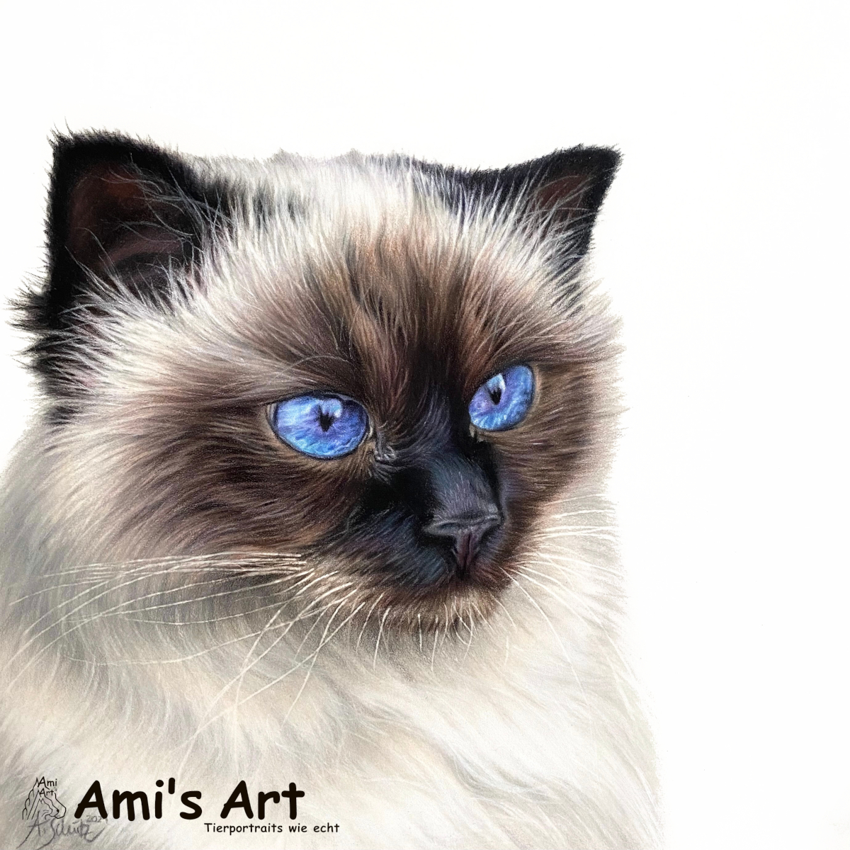 Katzenportrait Heilige Birma, gezeichnet mit Buntstiften von Ami Schütz