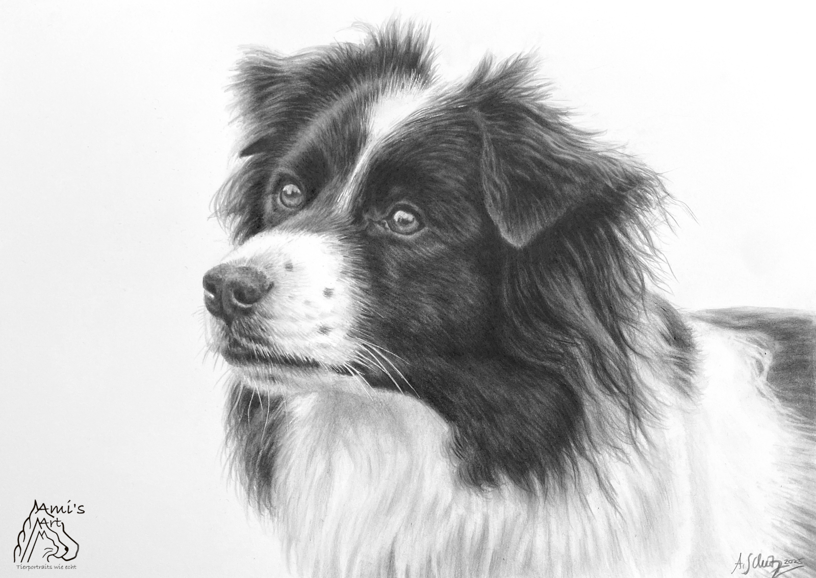Border Collie Sheila, Graphitaquarell, A4. 