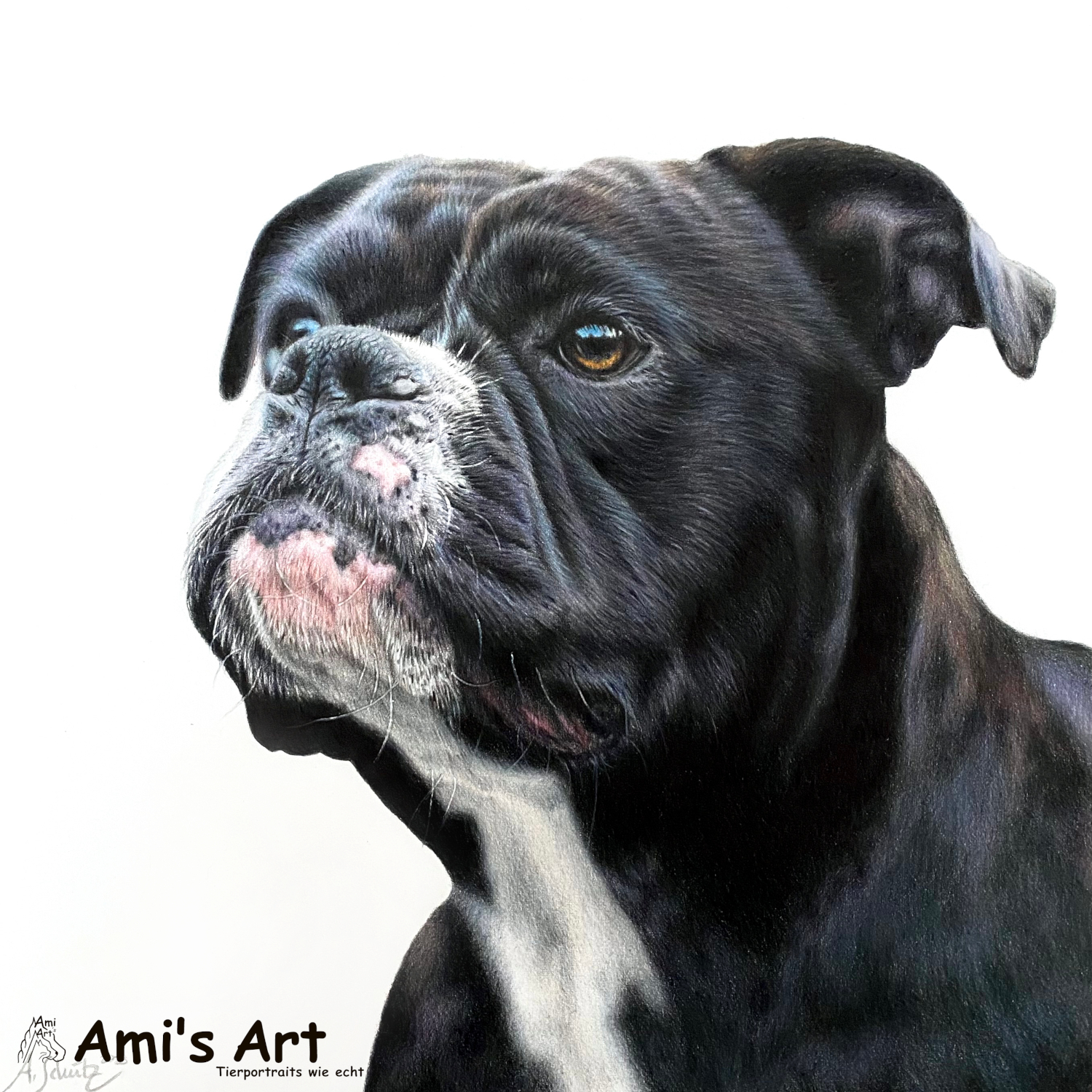 Continental Bulldogge Amanda, 25x25cm. 