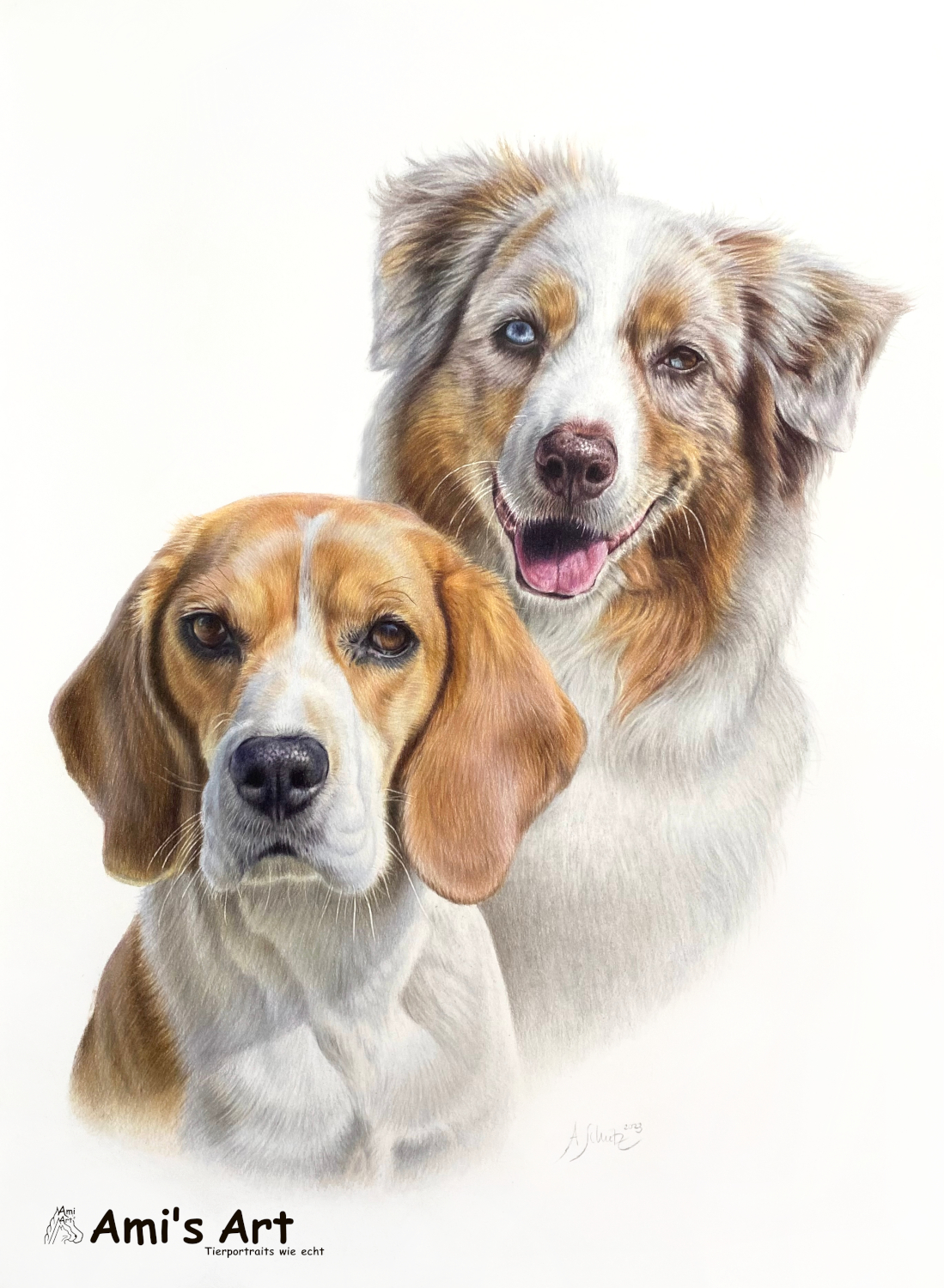 Hundeportrait Beagle und Australian Shepherd, gezeichnet mit Buntstiften von Ami Schütz.