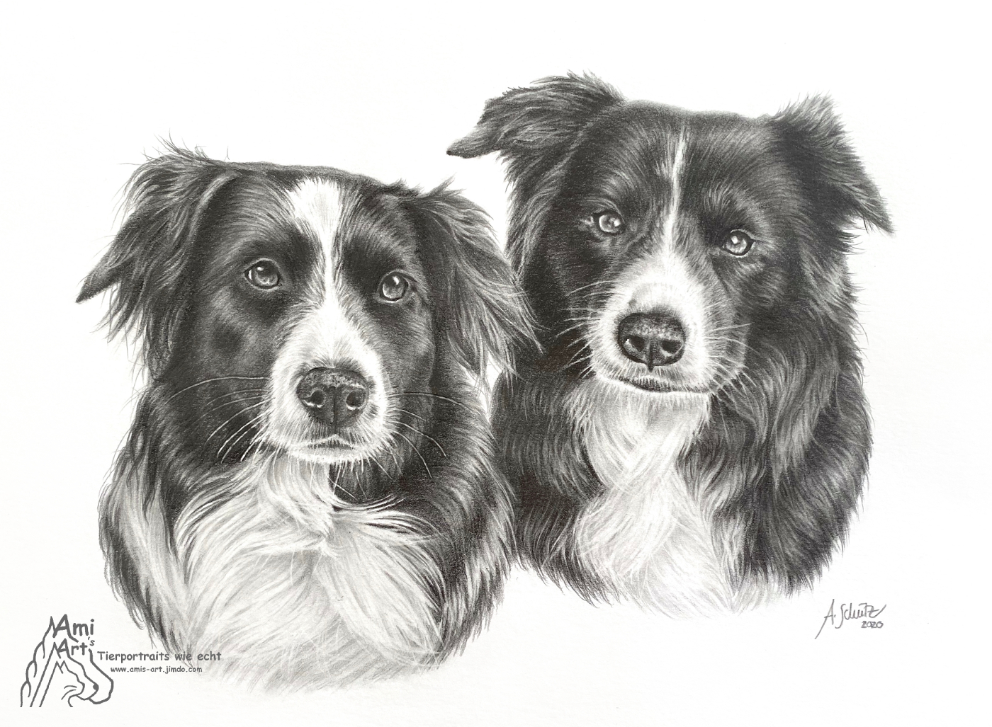 Border Collies, A4. 