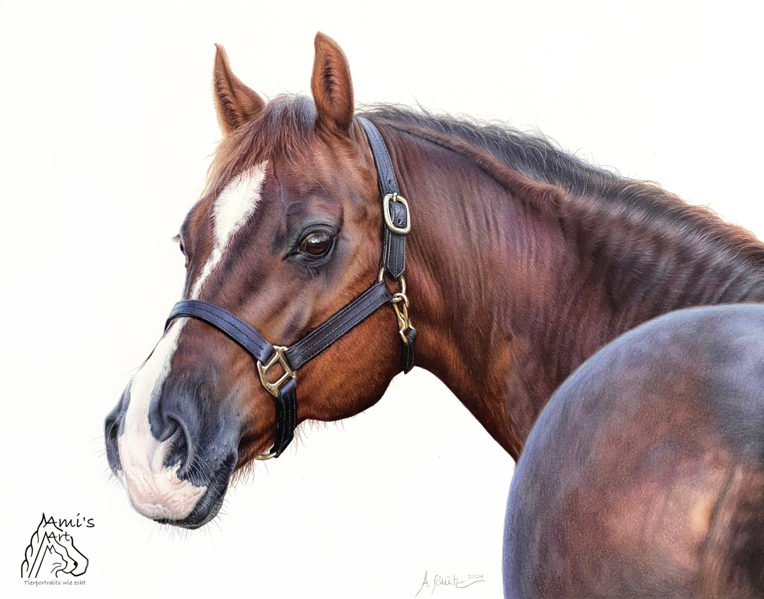 Pferdeportrait Quarter Horse, gezeichnet mit Buntstiften von Ami Schütz.