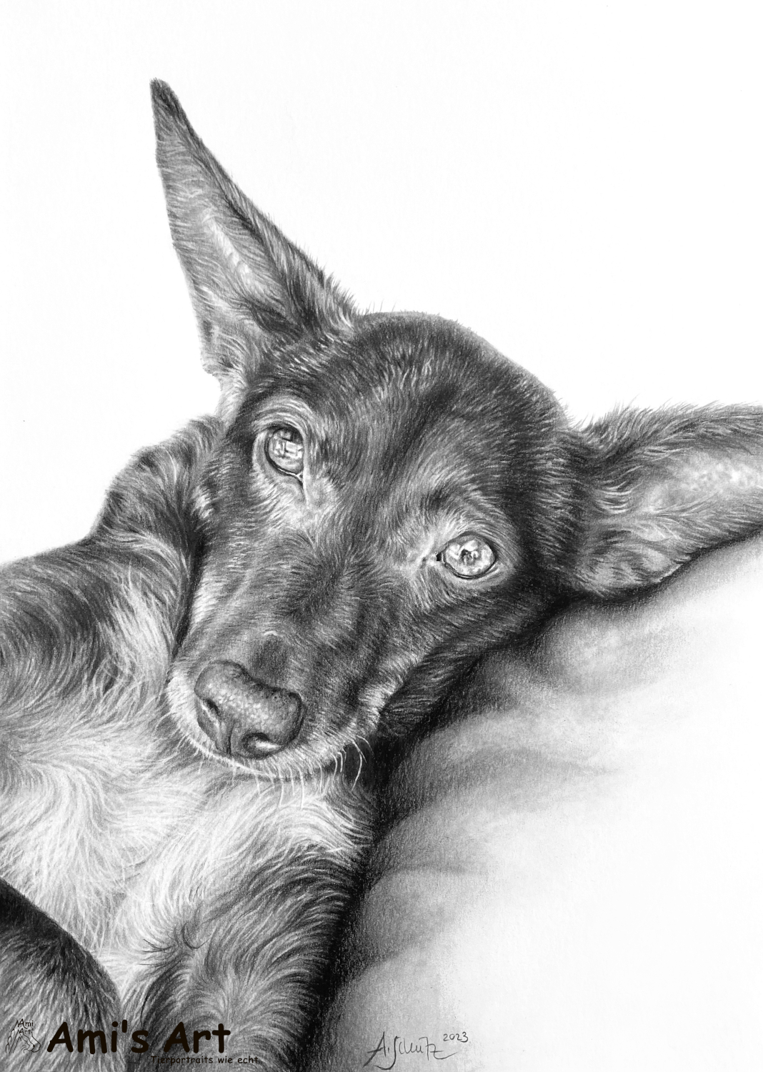 Podenco Jimmy, Bleistift, A4. 