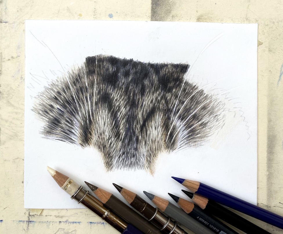 Tabby fur, focus (beginner) tutorial. 