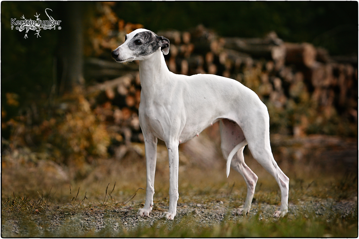 Sobers Masquerade (Nuria) Bullroarer