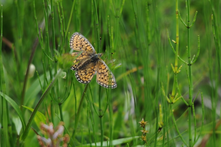 Nacré de la Bistorte (Boloria eunomia)