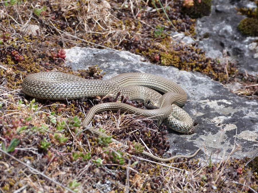 Couleuvre verte et jaune (Hierophis viridiflavus)