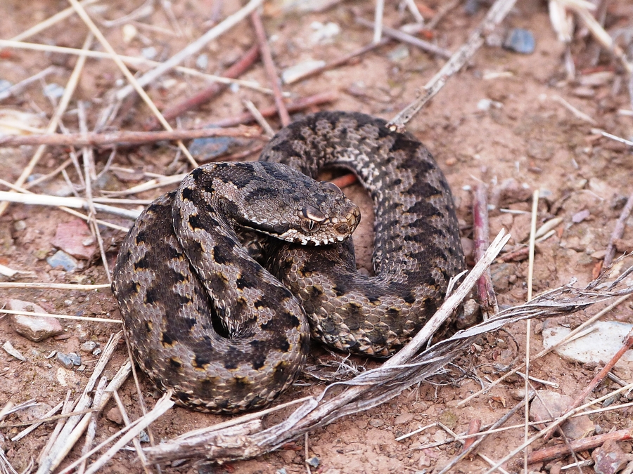 Vipère aspic (Vipera aspis)