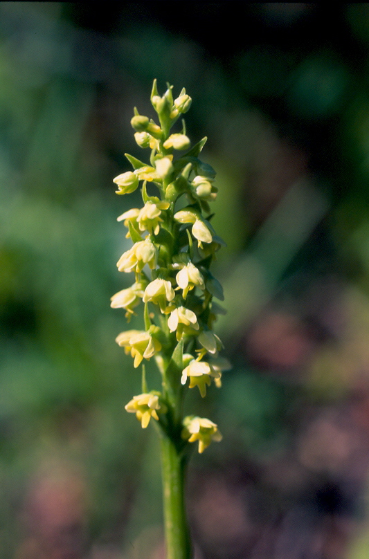Pseudorchis albida