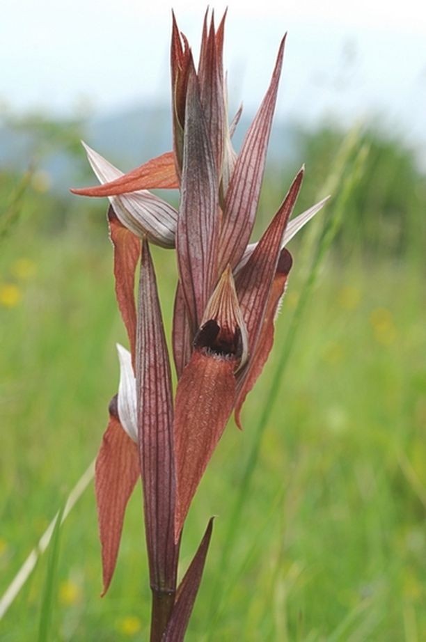 Serapias vomeracea