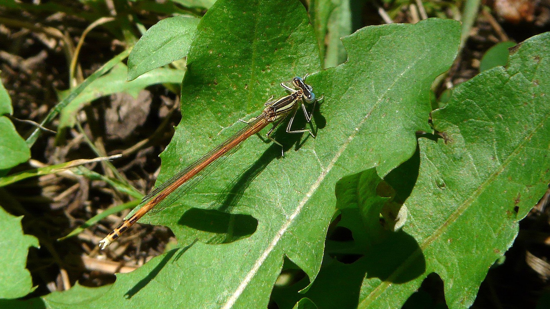 Agrion orangé (Platycnemis acutipennis)