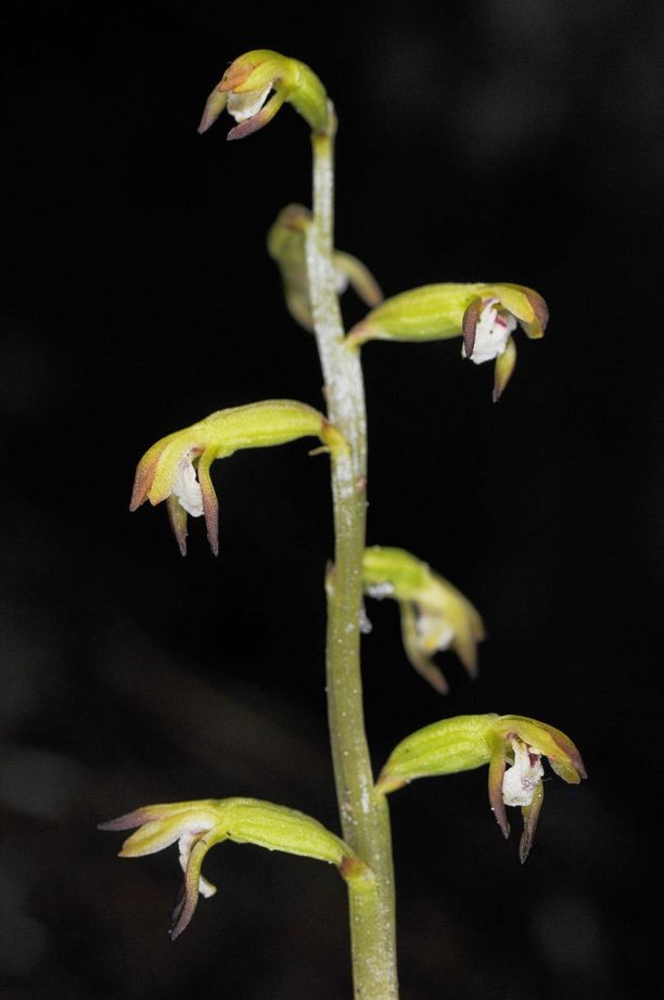 Corallorhiza trifida