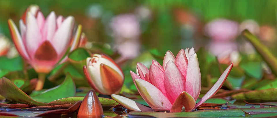 Teichpflanzen für ihren Garten Gartenskulpturen, Fertigteiche