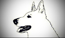 1.Weisse Schäferhunde e.V. Einheit