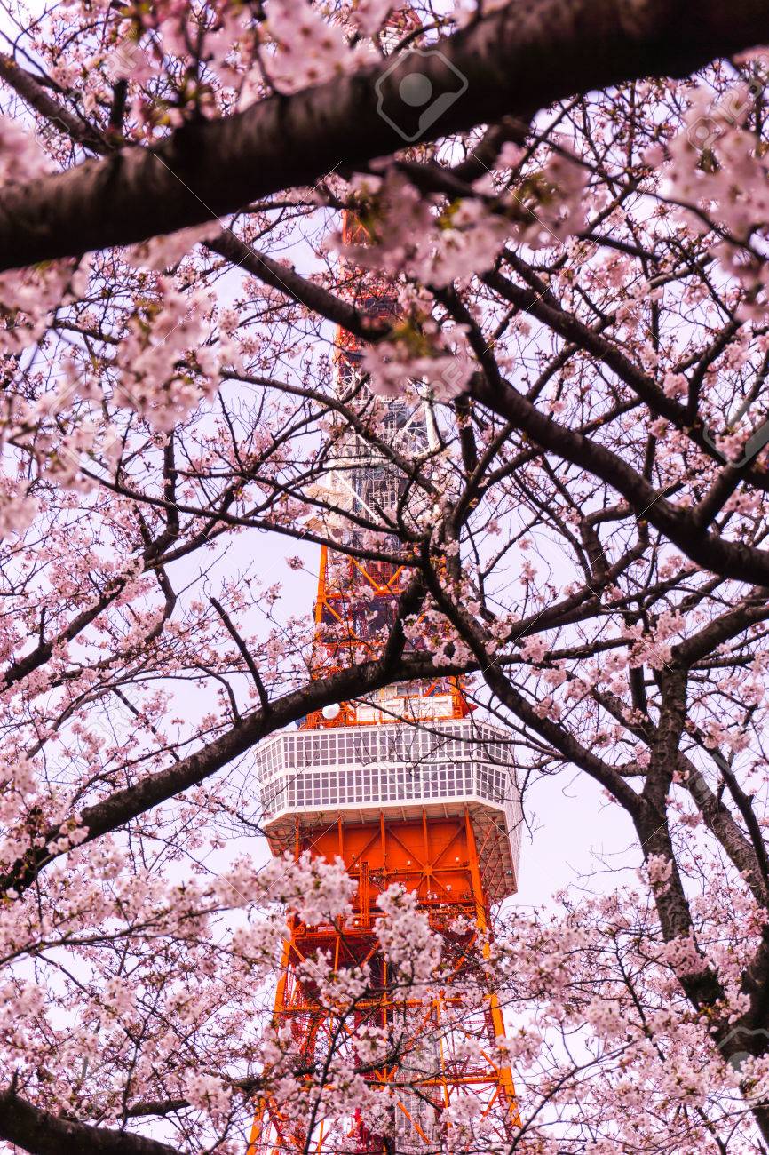 Quartier Sakura, Kyoto