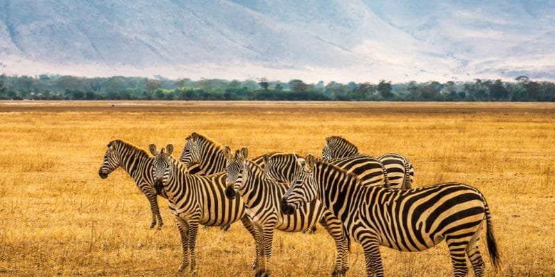 Réserve naturelle d'Ngorongoro