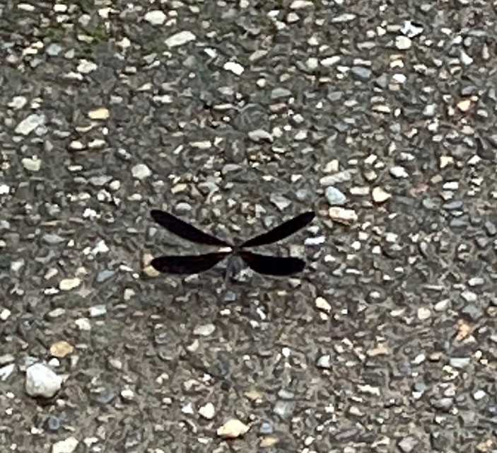 黒トンボ