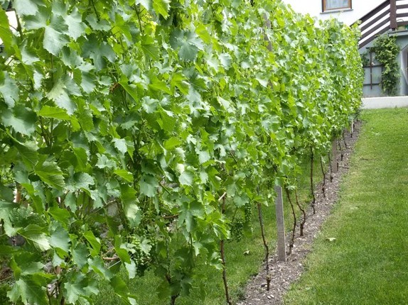 Weinhof Strad - Familie Flür Weinbau - Weinbauverein-Tarrenz, erster